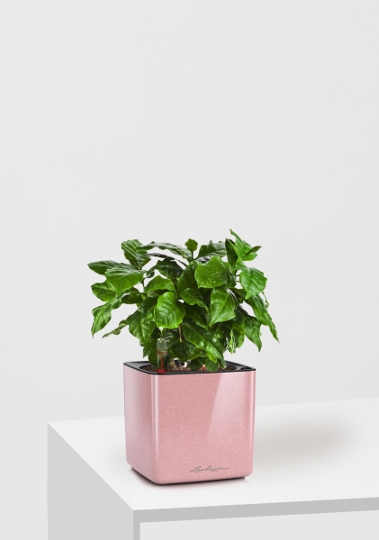 Кофе 12/30 см в CUBE GLOSSY KISS 14