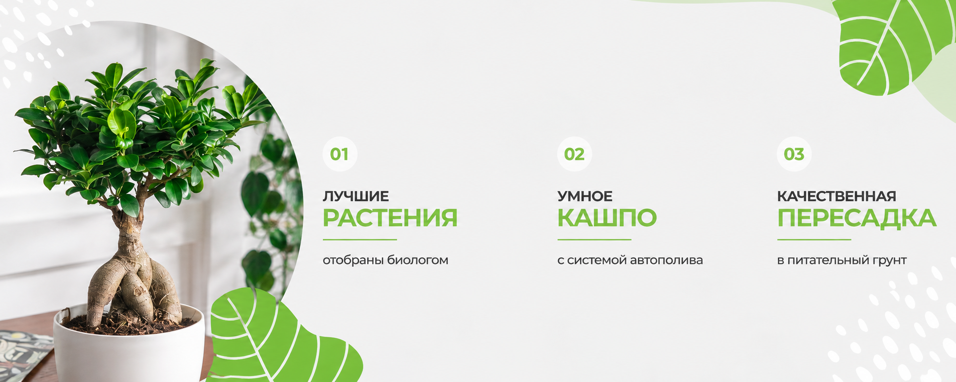 Баннер растение кашпо пересадка Баннер растение кашпо пересадка