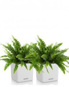 Набор Нефролеписов в CUBE COLOR 14