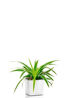 Хлорофитум Айриш 12/30 см в CUBE GLOSSY 14, белый блестящий 