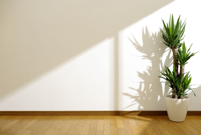 6 растений, которые превратят креативное пространство в арт-объект