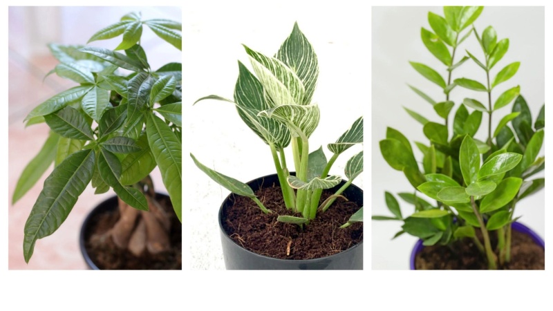 ТОП-10 неприхотливых комнатных растений для начинающих