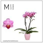 Фаленопсис Mini 2st Lotte In Martine White Ceramic d7 см h30 см тип 2 Фаленопсис Mini 2st Lotte In Martine White Ceramic d7 см h30 см тип 2