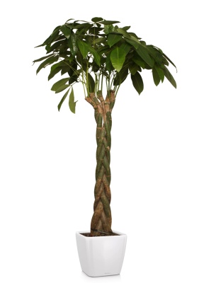 Пахира 27/170 см в QUADRO LS 35