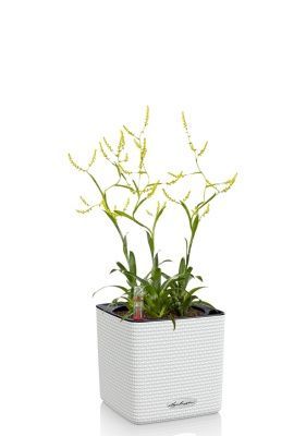 Катопсис 12/40 см в CUBE COLOR 14, белый Катопсис 12/40 см в CUBE COLOR 14, белый