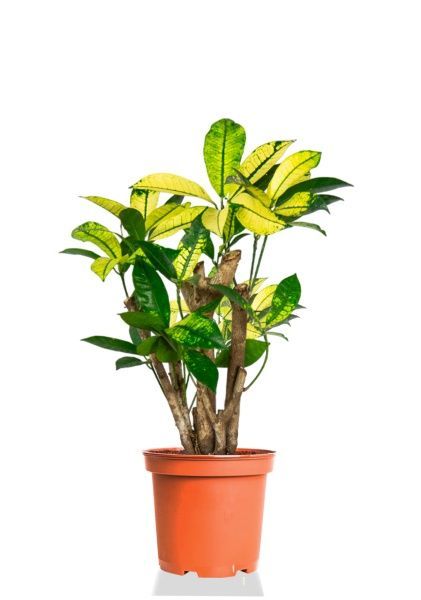 Кротон Миссис Айстон 12/40 см