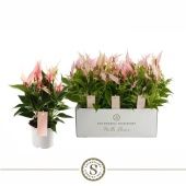 Антуриум Андрианум Лилли d12 см h40 см тип 2