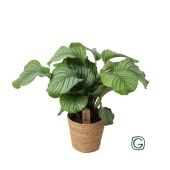 Калатея Орбифолия в плетеном кашпо d21 см h55 см