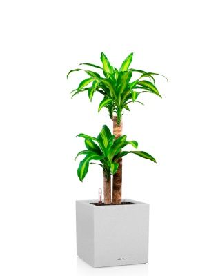 Драцена Массанжеана 2 ствола 19/100 см в CANTO STONE LOW 30, песочный белый