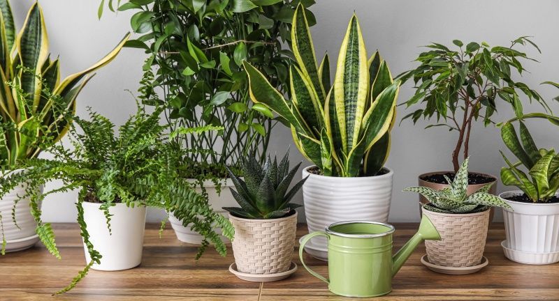 Какие комнатные цветы можно подарить на последний звонок?