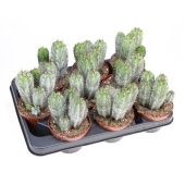 Кактус Полаския d10 см h15 см