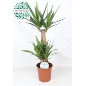 Юкка 3 ствола 60-30-20см d21 см 90 см