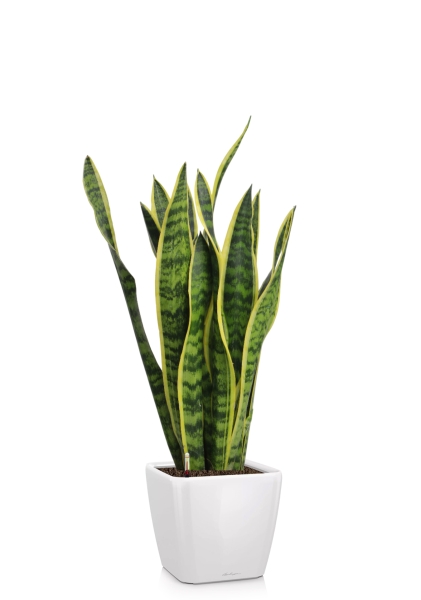 Сансевиерия Лауренти 17/60 см в QUADRO LS 21