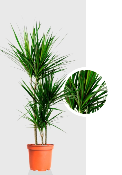 Драцена Маргината 3 ствола 21/120 см