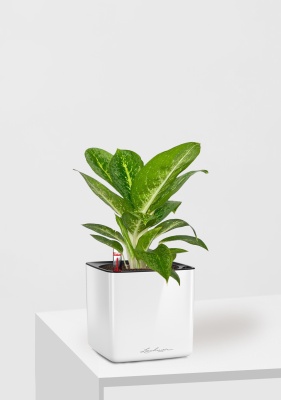 Аглаонема Еллоу Биколор 12/30 см в CUBE Glossy 14 Аглаонема Еллоу Биколор 12/30 см в CUBE Glossy 14