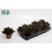 Хавортия Пентагона d10.5 см h15 см