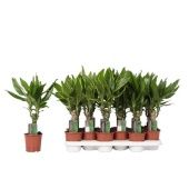 Драцена трехцветная 1 ствол микс d11 см h45 см тип 1