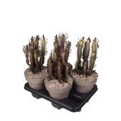 Эуфорбия Тригона Рубра d16 см h40 см Эуфорбия Тригона Рубра d16 см h40 см