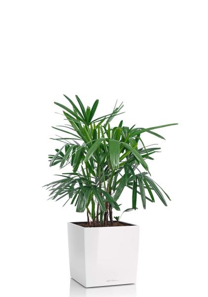 Рапис 21/90 см в CUBE 30