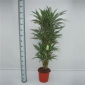 Драцена Варнески бранч разветвленная d27 см h150 см