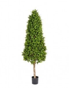 Самшиты Тауэр уличные новые