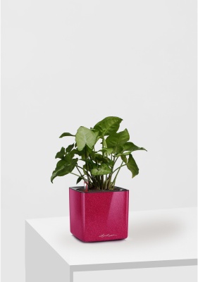 Сингониум Вайт Баттерфляй 12/25 см в CUBE GLOSSY KISS 14