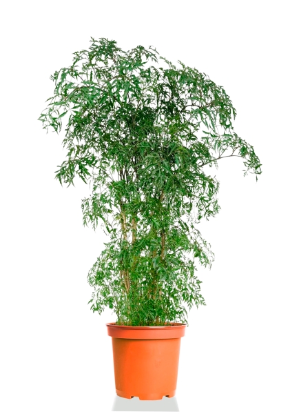 Полисциас Фрутикоза 27/140 см Полисциас Фрутикоза 27/140 см