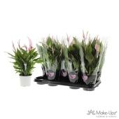 Спатифиллум Беллини 8+ цветов d13 см h40 см