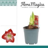 Гиппеаструм Exotic Striped Flora Magica 2 ствола d12 см h25 см тип 1