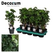 Полисциас Робл d12 см h40 см Полисциас Робл d12 см h40 см