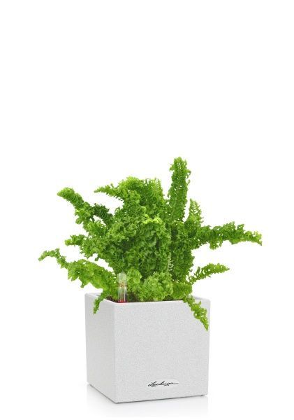 Папоротник Нефролепис Возвышенный в CANTO STONE 14 Папоротник Нефролепис Возвышенный в CANTO STONE 14