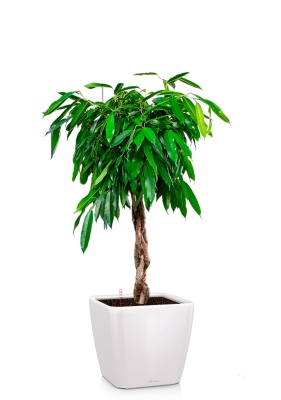 Фикус Амстел Кинг переплетенный 30/140 см в QUADRO LS 28, белый блестящий Фикус Амстел Кинг переплетенный 30/140 см в QUADRO LS 28, белый блестящий