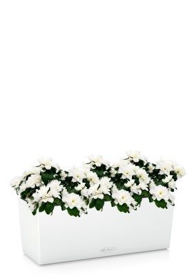 Азалия Индика белая в BALCONERA COLOR 50, белый