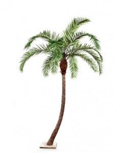 Финиковая пальма гигантская изогнутая