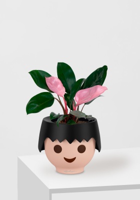 Филодендрон Пинк Принс 12/25 см в OJO Филодендрон Пинк Принс 12/25 см в OJO