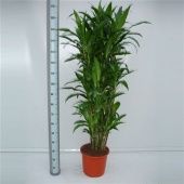 Драцена Джанет Крейг бранч разветвленная d32 см h170 см Драцена Джанет Крейг бранч разветвленная d32 см h170 см