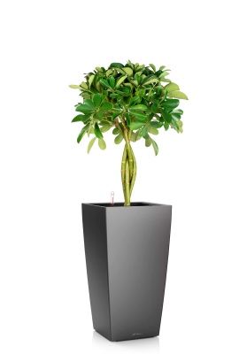 Шеффлера Нора 21/75 см в CUBICO 30, антрацитовый металлик