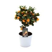 Цитрус Каламондин In Ceramic White Roma d16 см h45 см