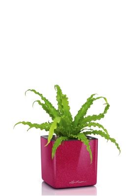 Асплениум Антикум Осака в CUBE GLOSSY KISS 14, вишнево-розовый блестящий