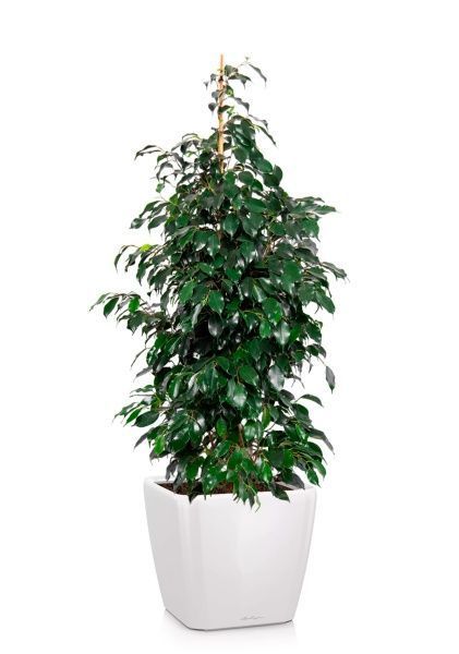 Фикус Бенджамина Даниэль пирамида 27/140 см в QUADRO LS 35