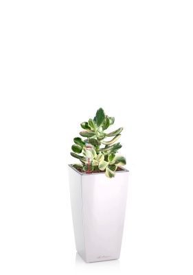 Крассула Овата Вариегата 8/15 см см в MINI CUBI, белый блестящий Крассула Овата Вариегата 8/15 см см в MINI CUBI, белый блестящий