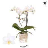 Фаленопсис 2 ствола Cuba 22+ (ok) d9 см h40 см Фаленопсис 2 ствола Cuba 22+ (ok) d9 см h40 см