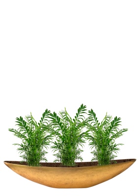 Хамедорея Элеганс 12/45 см в LAMELA MAGNOLIA fi 135 Хамедорея Элеганс 12/45 см в LAMELA MAGNOLIA fi 135