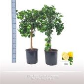 Цитрус Мейера d26 см h110 см Цитрус Мейера d26 см h110 см