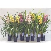 Цимбидиум 3-4 ствола d14 см h80 см Цимбидиум 3-4 ствола d14 см h80 см