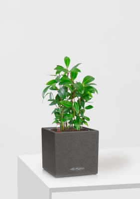 Лавр 9/30 см в CANTO STONE 14 Лавр 9/30 см в CANTO STONE 14