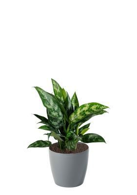Аглаонема Мария 12/30 см в MAGNOLIA fi 135, серый беток