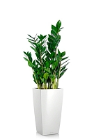 Замиокулькас 17/65 см в CUBICO 22, белый блестящий