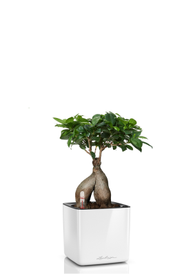 Фикус Бонсай CUBE GLOSSY 14/30 см Белый блестящий Фикус Бонсай CUBE GLOSSY 14/30 см Белый блестящий