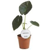 Алоказия Регал Шилдс 12/30 см